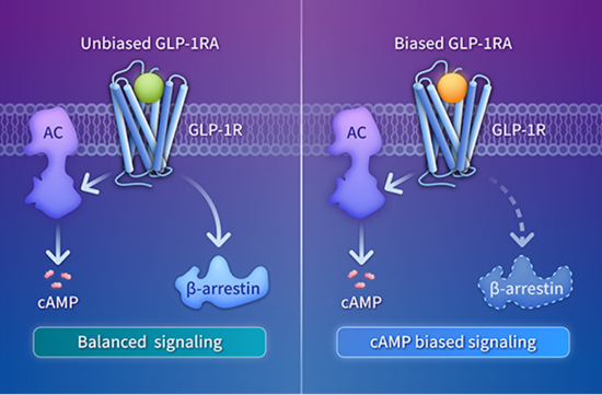 新一代偏向型GLP-1药物减重获批！埃诺格鲁肽带来肥胖治疗新方案