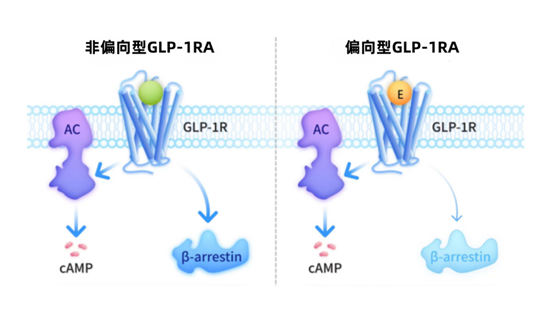 揭秘减重新药！新一代GLP-1到底“偏向”哪里？机制与疗效有何升级？