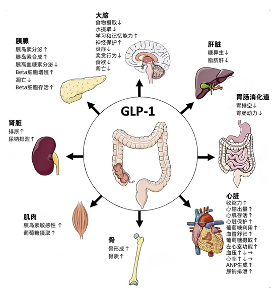 揭秘减重新药！新一代GLP-1到底“偏向”哪里？机制与疗效有何升级？